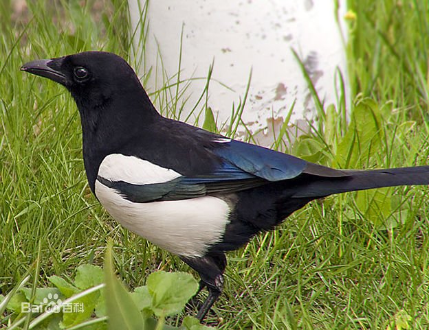 小喜鹊怎么喂养