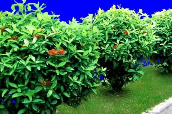 灌木林是什么意思