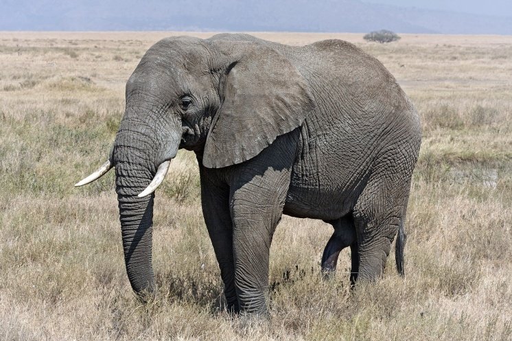 为什么说红狐狸走向灭绝了?