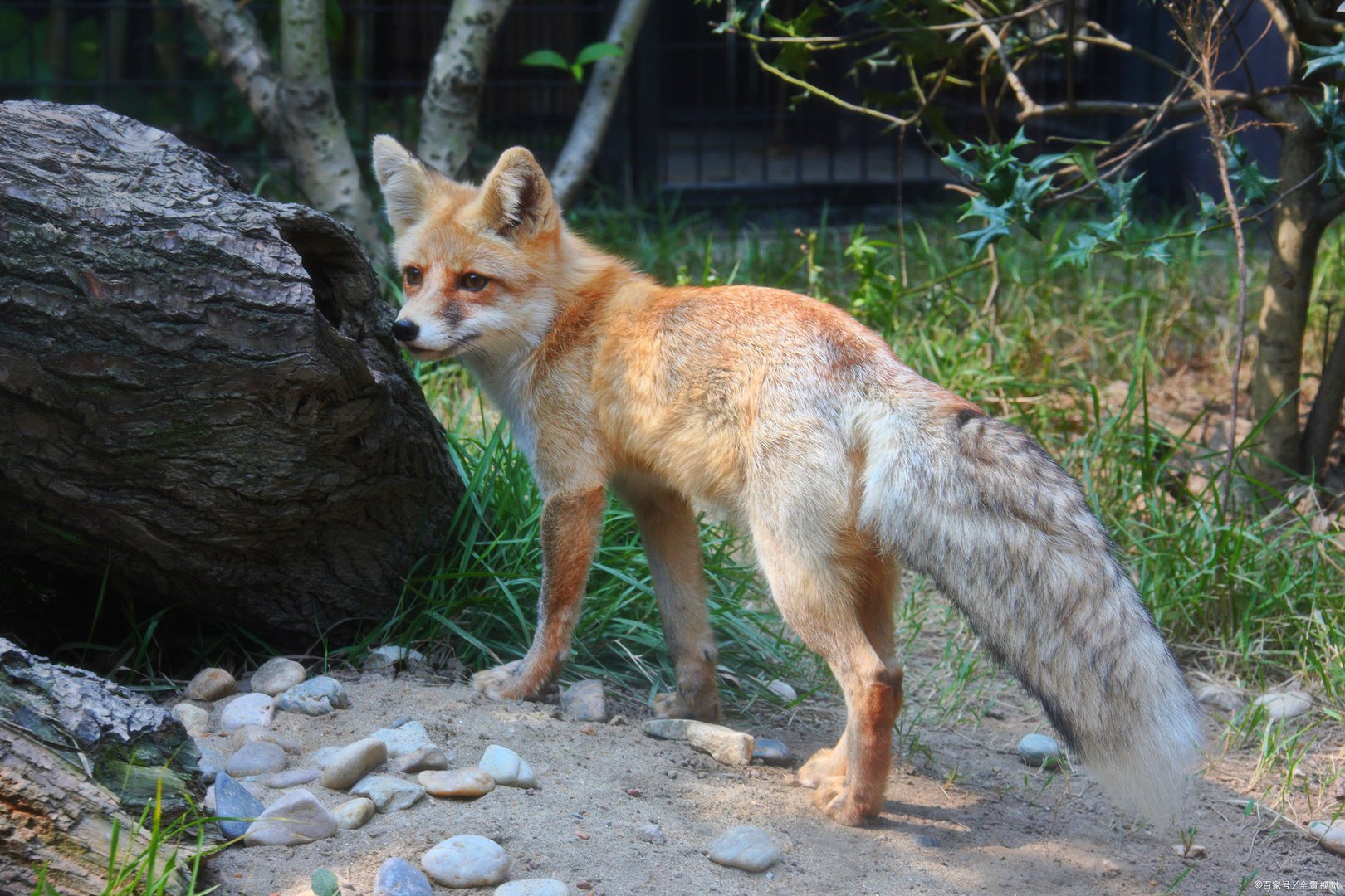 为什么说红狐狸走向灭绝了?