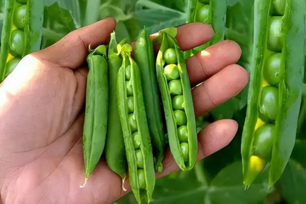 春分种什么蔬菜最好