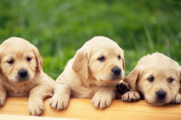 什么是狗狗翻肠子？