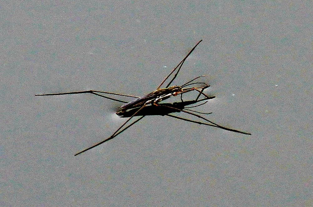 水螳螂的生态习性