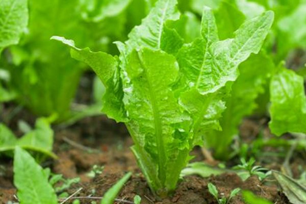 春分种什么蔬菜最好