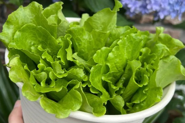 春分种什么蔬菜最好