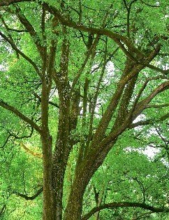 常青树有哪些？