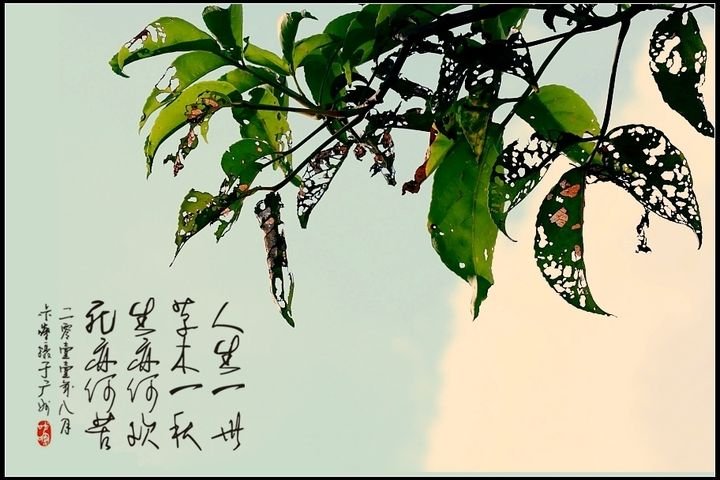 人生一世，草木一秋出自哪里？