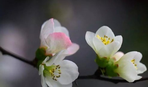 海棠花未眠下一句应该怎么说？