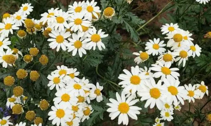 女生小雏菊的种类及图片