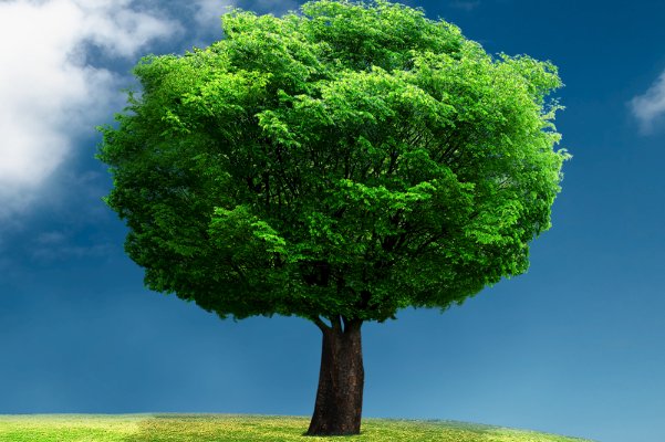 树大招风指什么生肖