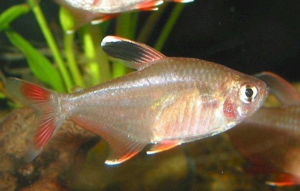 玫瑰扯旗鱼怎么繁殖