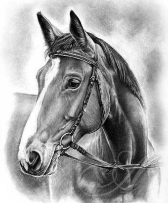 精忠报国猜生肖？