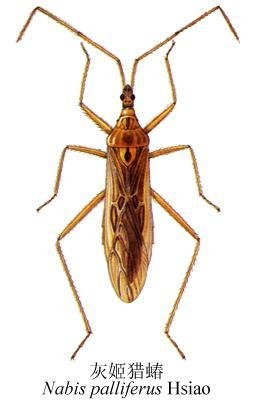 猎蝽科的形态特征