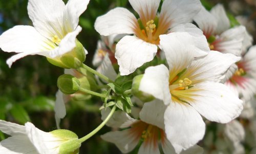 冻桐花是什么意思