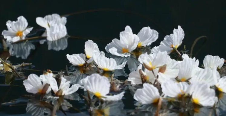 骂人成语顺口溜？