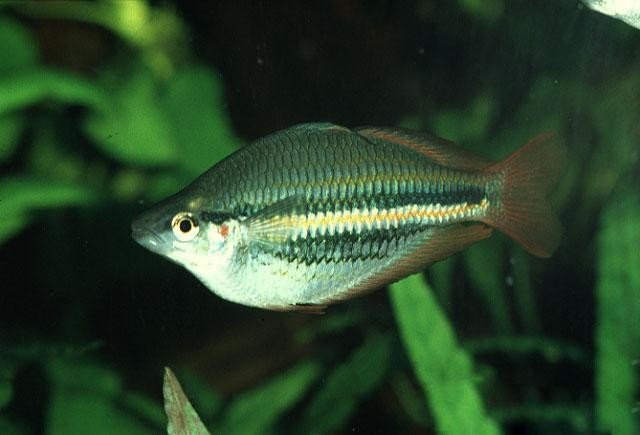 电光美人鱼怎么养