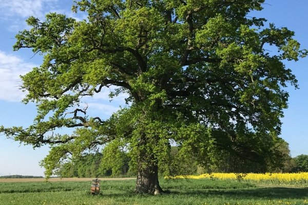 树大招风指什么生肖