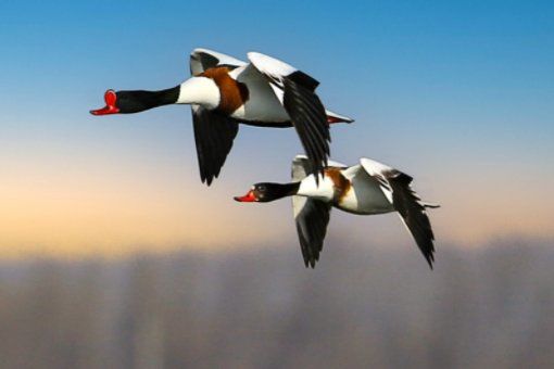 比翼而飞词语解释？