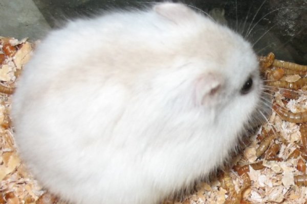 世界上最吓人的仓鼠