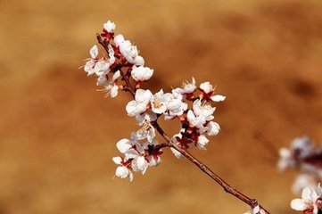 桃花劫是什么意思呢？