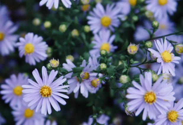 女生小雏菊的种类及图片