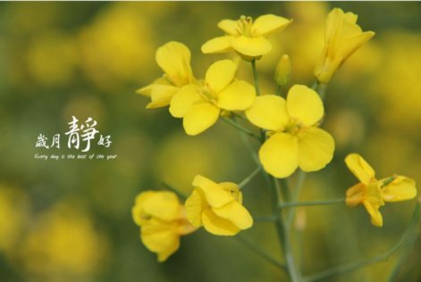 岁月静好现世安稳的意思是什么？