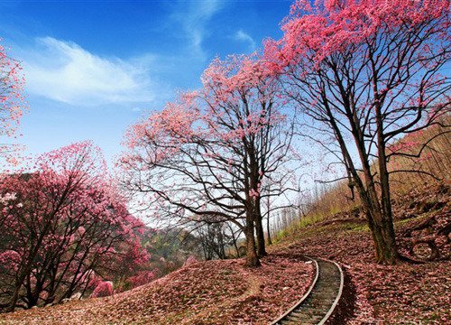 “涧户寂无人 纷纷开自落”什么意思？