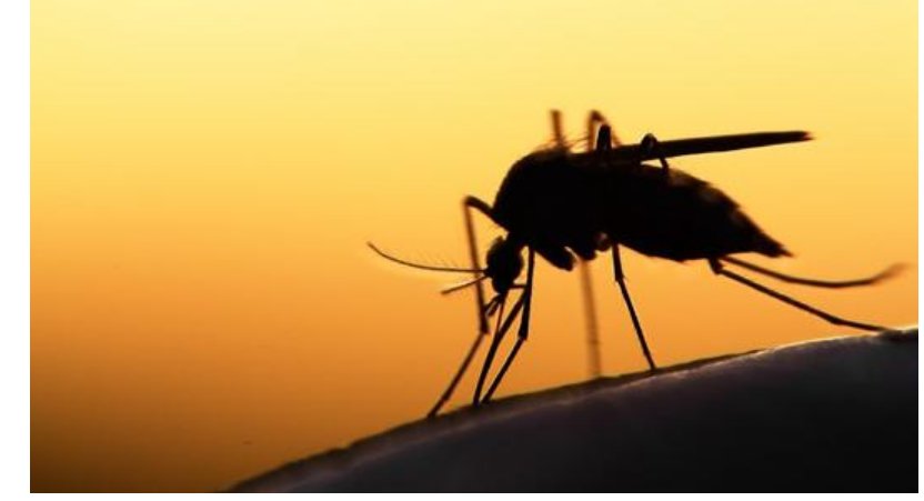 蚊子怕超声还是高频声波？