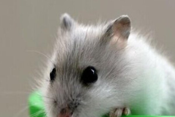 世界上最吓人的仓鼠