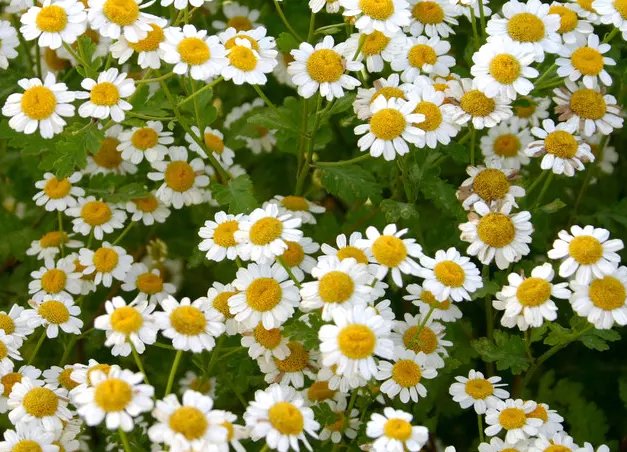 女生小雏菊的种类及图片