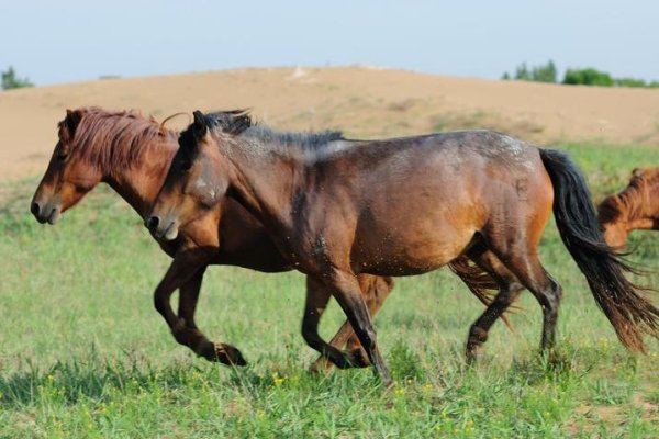 如火如荼是什么肖