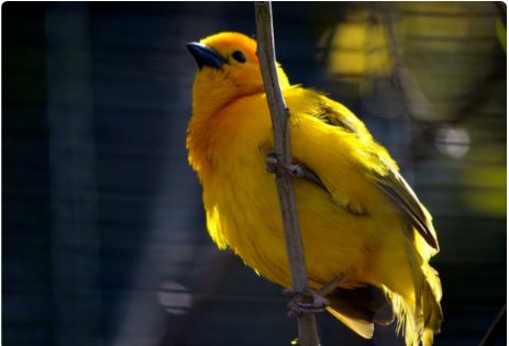 芙蓉鸟的读音是什么？