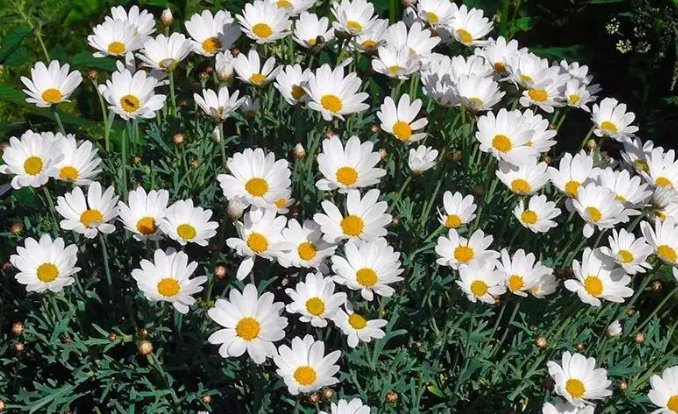 女生小雏菊的种类及图片