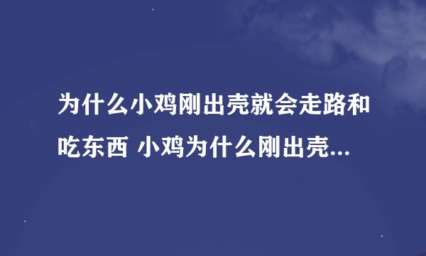 为什么小鸡刚出壳就会走路和吃东西 小鸡为什么刚出壳就会走路和吃东西